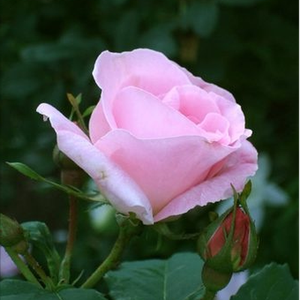 Jest jeden raz kwitnącą różą floribunda o delikatnie różowym kolorze kwiatów.